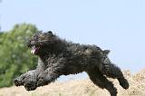 BOUVIER DES FLANDRES 008
